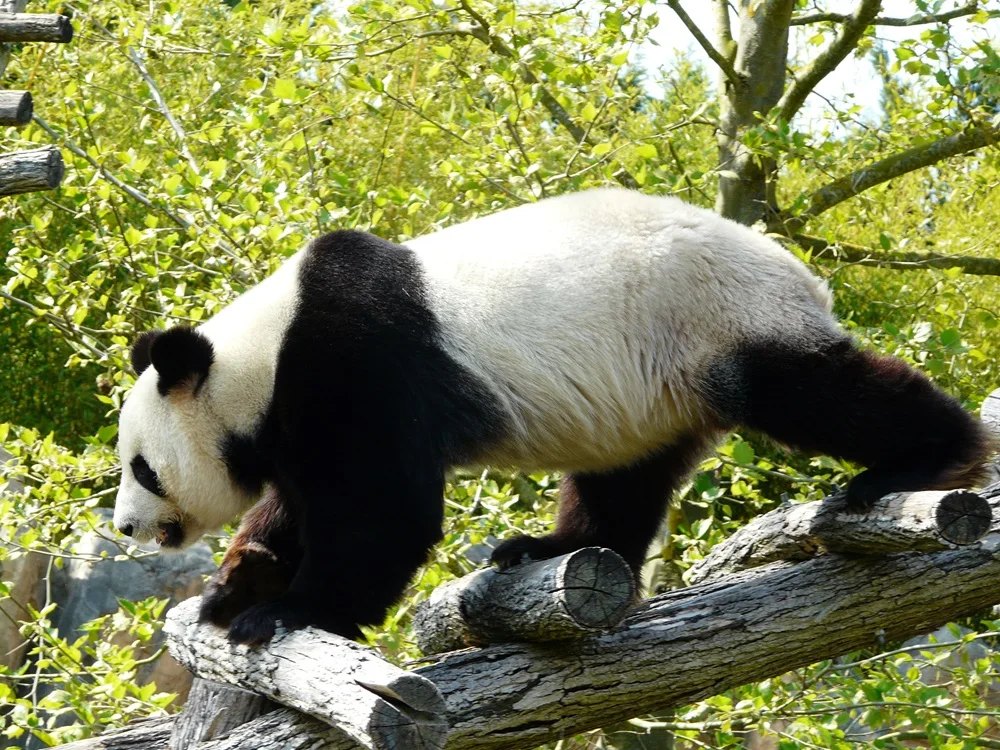 le panda animal fétiche du zoo de Beauval